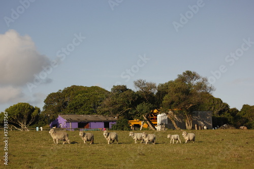 herd of sheep at farm