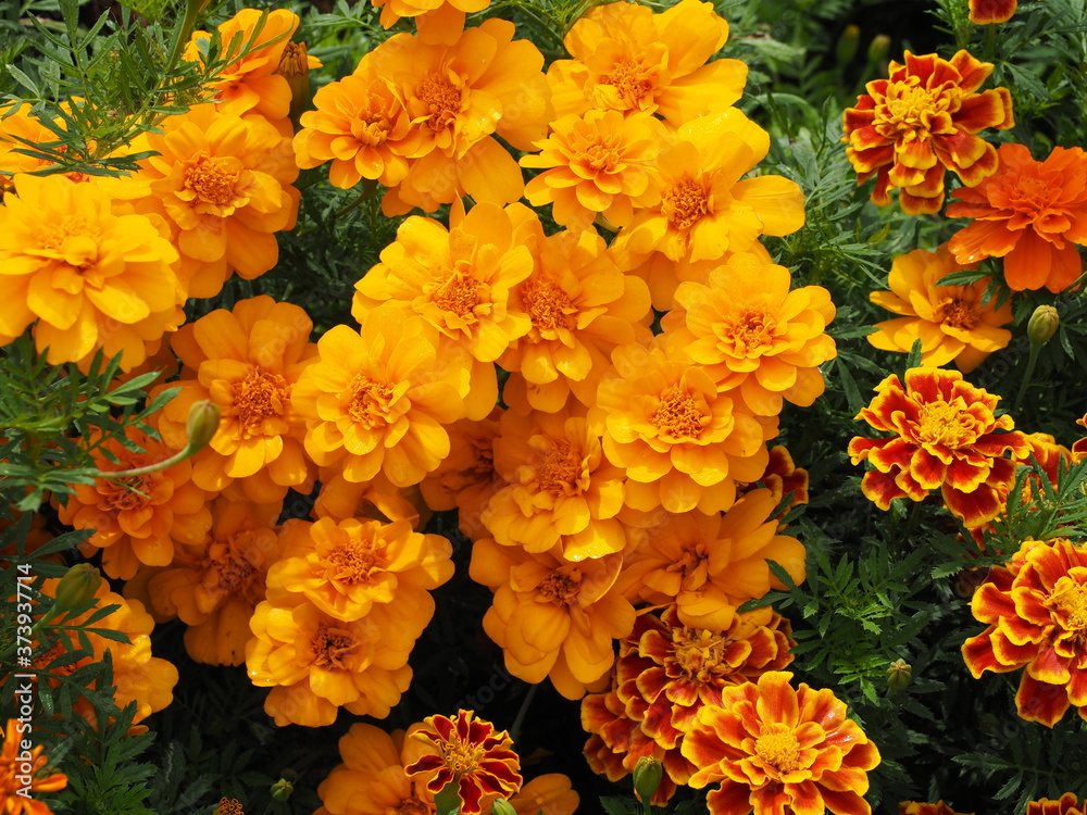 yellow french marigold flowers in garden yellow french marigold flowers in garden