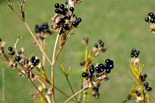 Black seeds on stems © Wagner Campelo