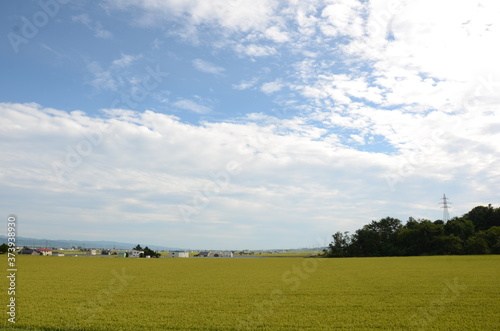 北海道の稲作と大空