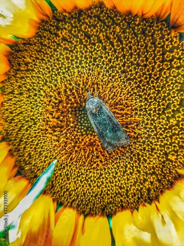 Piękna Ćma na słoneczniku