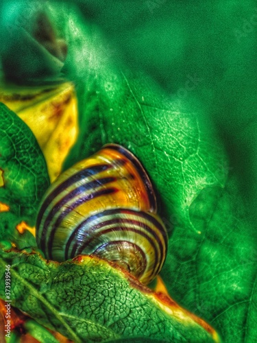 Ślimak na liściu