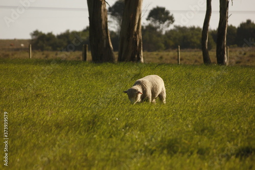 sheep in the field