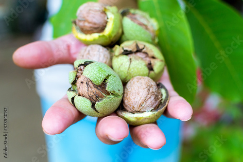 walnuts in hand on a background of wood with walnuts. Home Gardening Concept