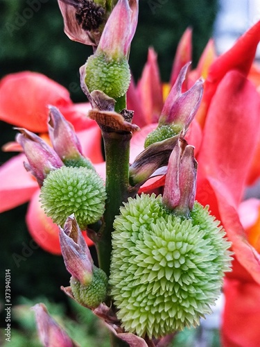 Paciorecznik indyjski