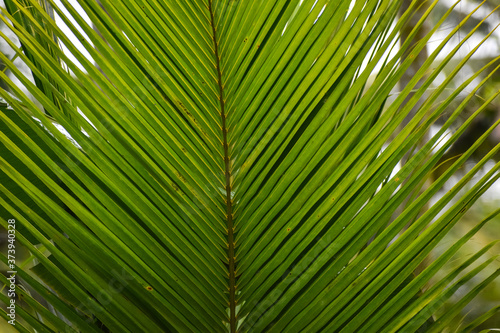 Texture background of fresh green Coconut green leaf. large palm foliage. Selective focus effect applied.