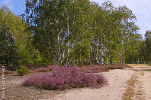 Hiking in the Döberitzer heath (Döberitzer Heide), former military training area. The heather in bloom, federal state Brandenburg - Germany photo