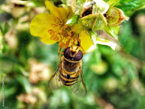 Hoverfly on flower