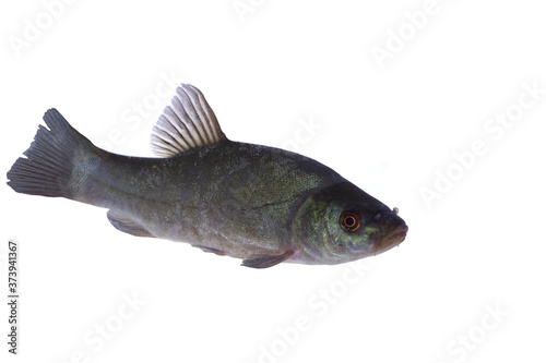 alive tench on white background