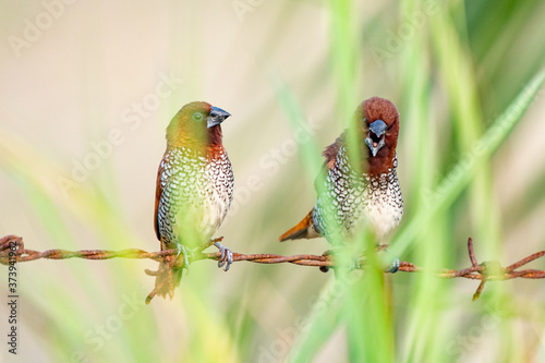 scally breasted munia india noida 