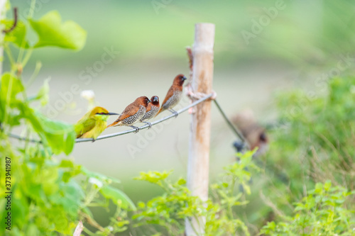 scally breasted munia india noida 