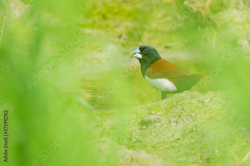 Tricoloured munia