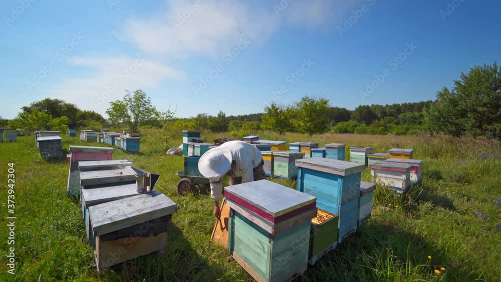 The beekeeper holds a honey cell with bees in his hands. Apiculture. Apiary. Video of apiarist on sunny day. The beekeeper holds a honey cell with bees in his hands. Apiculture. Apiary. Video of apiarist on sunny day.