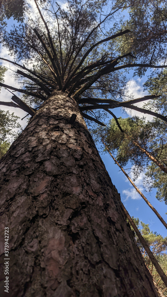 photo of a pine tree. view of the sky and the top of a tall pine tree. bottom view. forest landscape. vertical photo