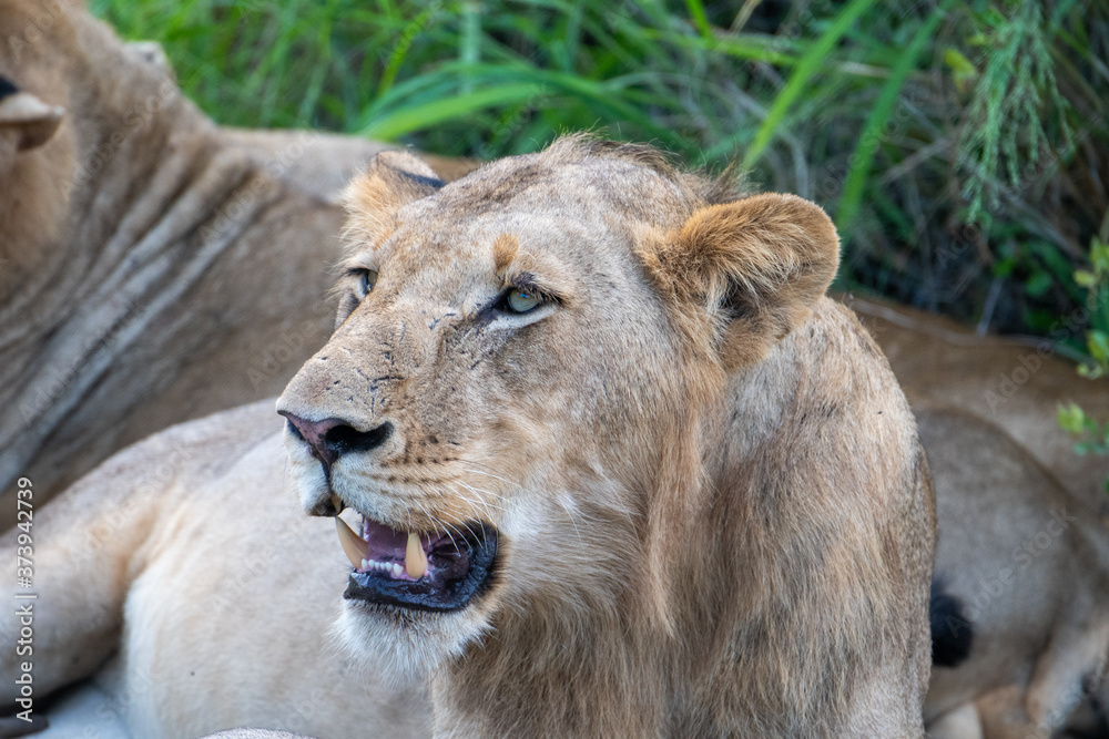 Lion (Panthera leo) in the Timbavati Reserve, South Africa
