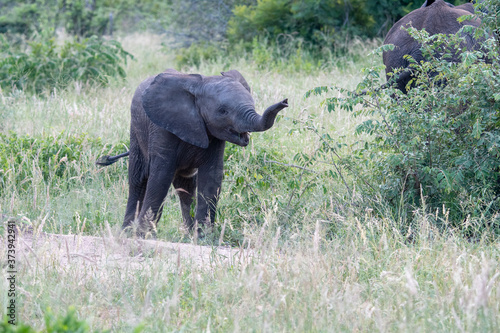 Young African elephant  Loxodonta africana  calf in the Timbavati Reserve  South Africa