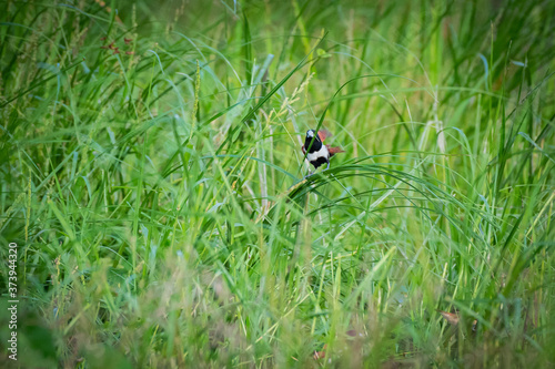 Tricoloured munia