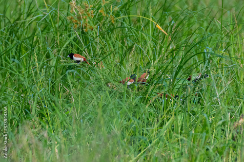 Tricoloured munia photo