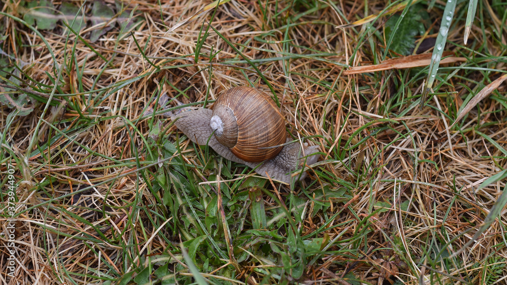 Grape snail on the grass in the forest Grape snail on the grass in the forest