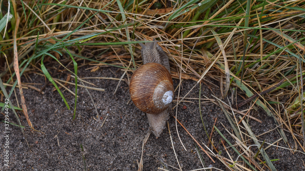 Grape snail on the grass in the forest