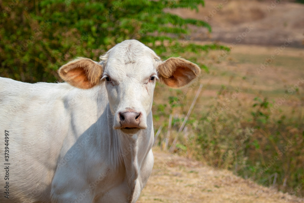 Image of white cow staring on nature background. Animal farm. Image of white cow staring on nature background. Animal farm.