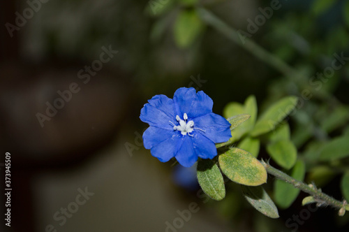 forget me not