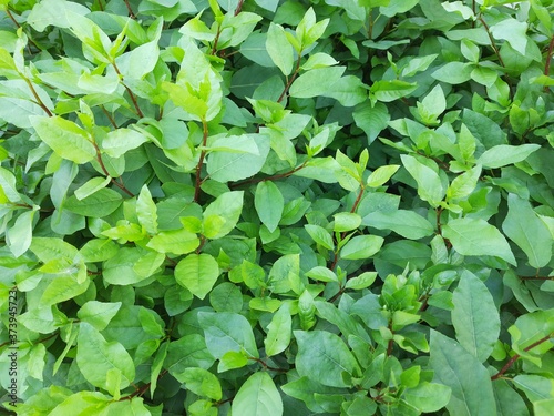 green Bush