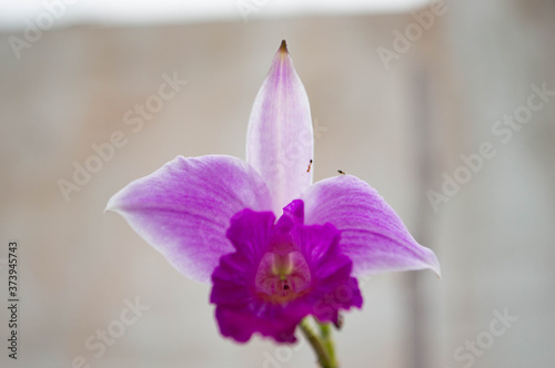 close up of a pink flower