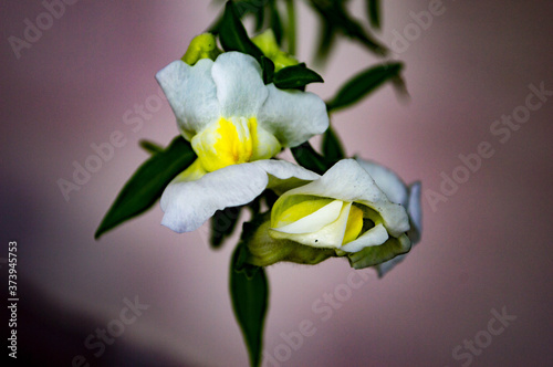 white orchid flower
