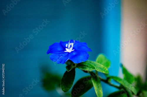 blue iris flower