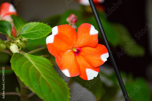 orange hibiscus flower