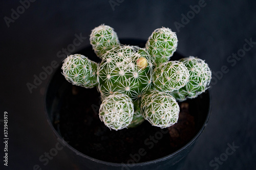 cactus in a pot