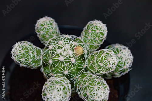 green plant in a garden