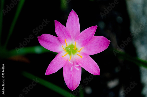 pink lotus flower