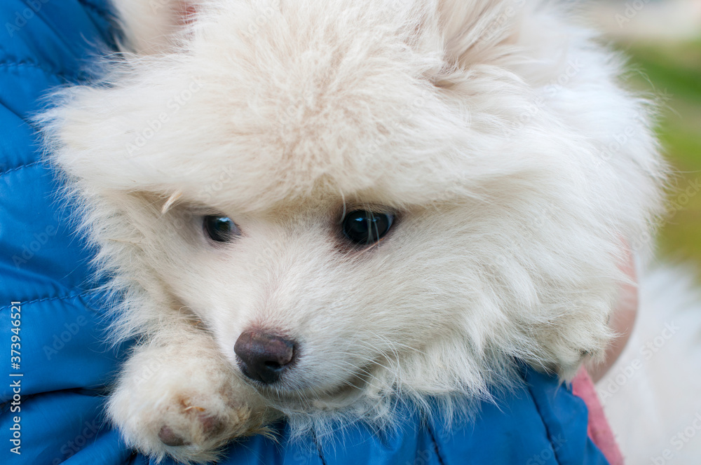 Young Pomski Dog Breed Groomed and Healthy Pomski, an exquisite puppy with a good temperament outdoors on a sunny day Young Pomski Dog Breed Groomed and Healthy Pomski, an exquisite puppy with a good temperament outdoors on a sunny day