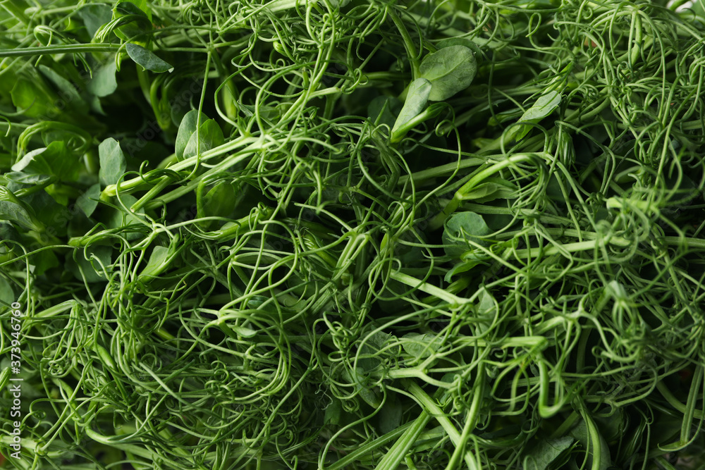 Green peas sprouts on whole background, top view Green peas sprouts on whole background, top view