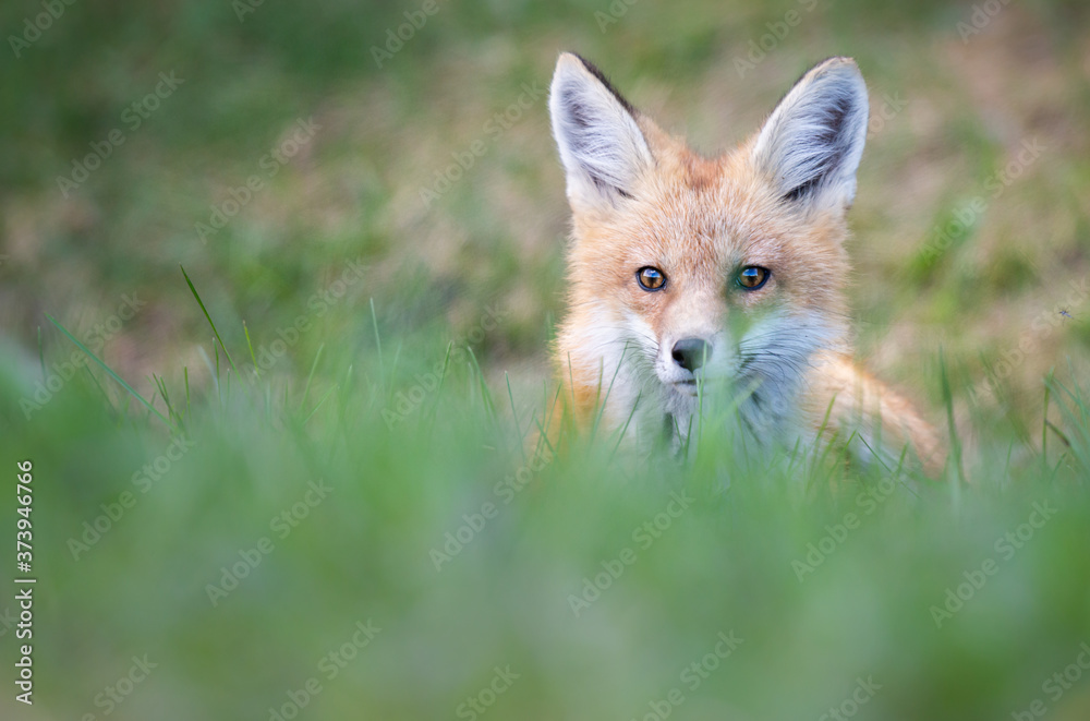Obraz premium Red fox kits in the spring