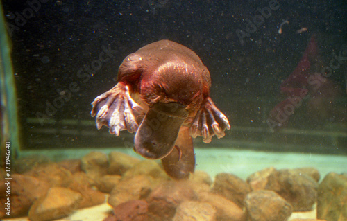 platitus, ornithorynque en aquarium,brisbane, australie currumbin, sanctuary,