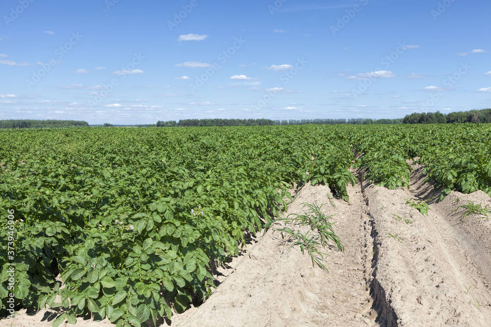 an agricultural field where potatoes