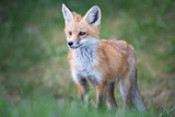 Red fox kits in the spring