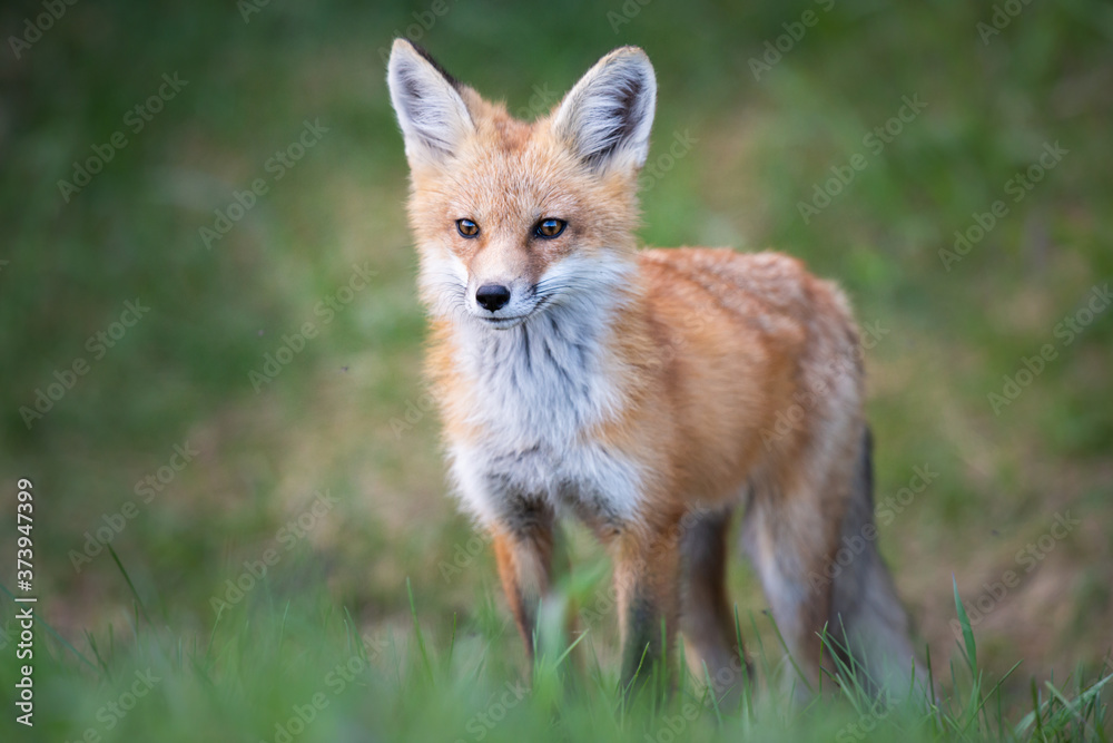 Fototapeta premium Red fox kits in the spring