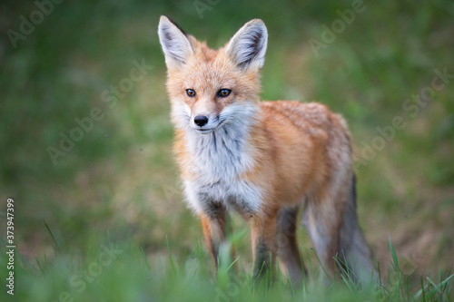 Red fox kits in the spring © Jillian