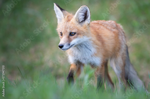 Red fox kits in the spring © Jillian
