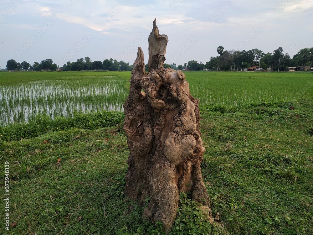 Alone Tree Cut Grass Field stock photos. This is taken in india by ...