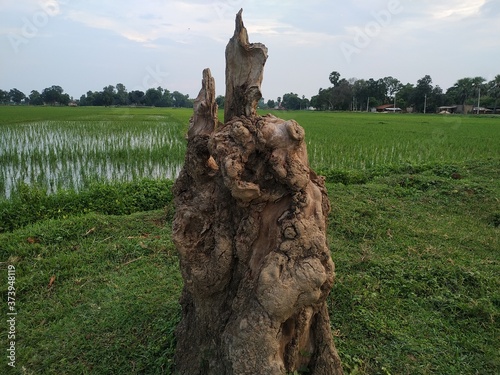Photography Alone Tree Cut Grass Field stock photos