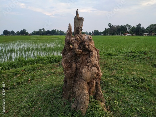 Alone Tree Cut Grass Field stock photos. This is taken in india by vishal singh photo