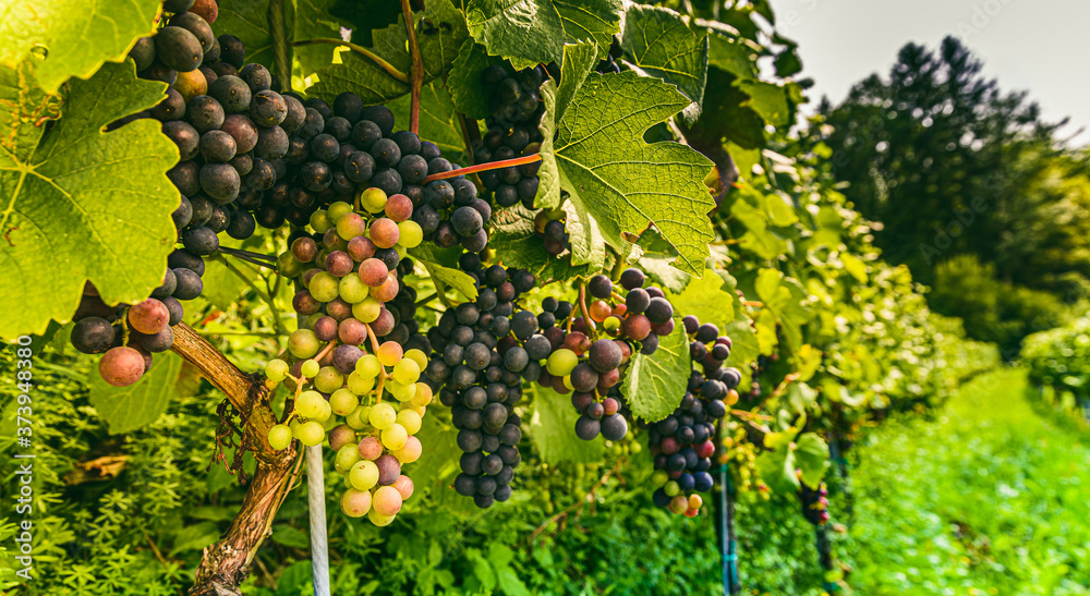 Vineyards at late summer. Ripe red grapes in Austria