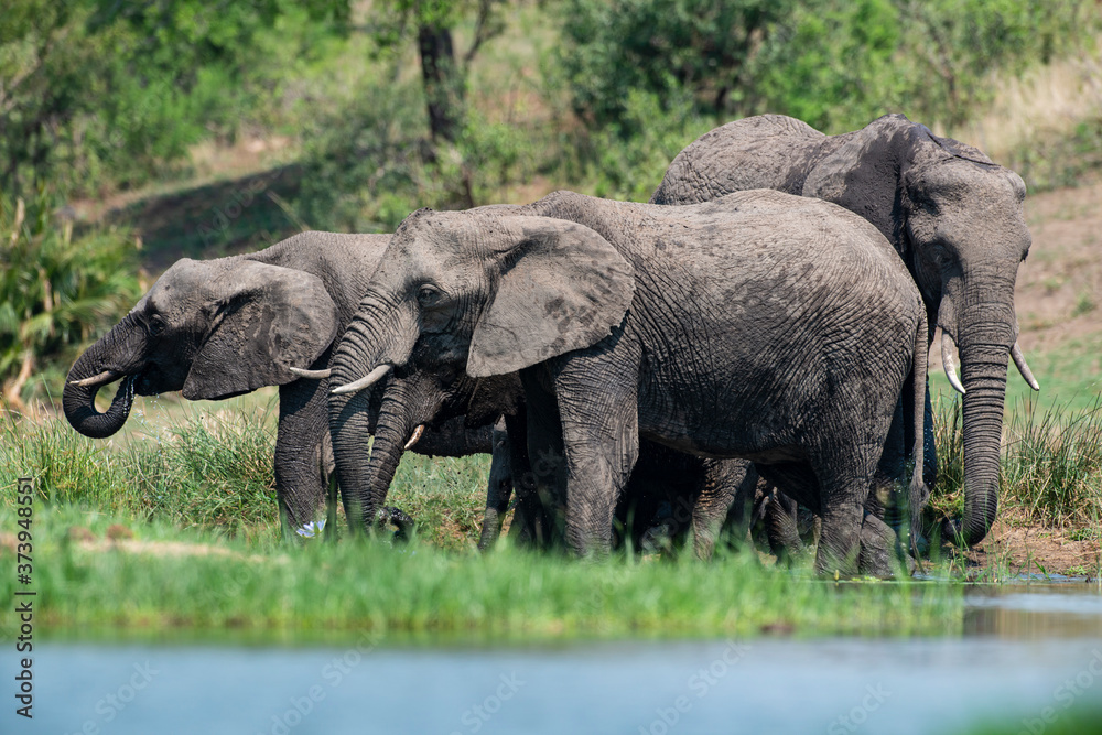 Fototapeta premium Éléphant d'Afrique, Loxodonta africana, Parc national Kruger, Afrique du Sud