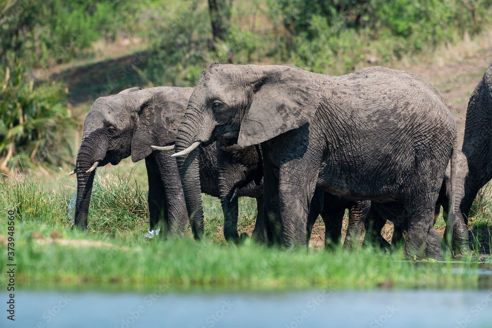 Obraz premium Éléphant d'Afrique, Loxodonta africana, Parc national Kruger, Afrique du Sud