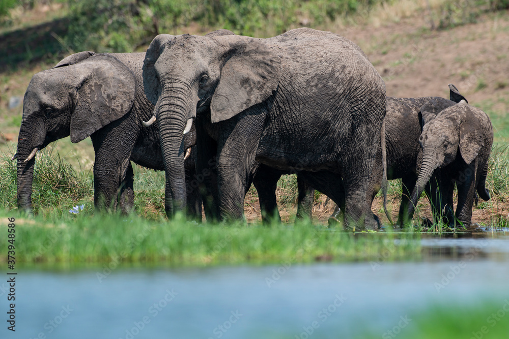 Obraz premium Éléphant d'Afrique, Loxodonta africana, Parc national Kruger, Afrique du Sud